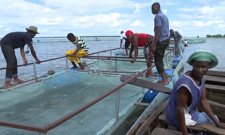 Aquacultura melhora condições de vida no Niassa