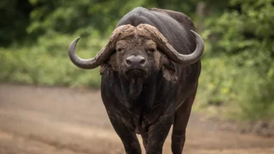 Aumenta número de vítimas de ataques de búfalos à solta em Magude