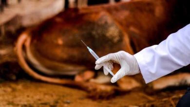 Moçambique investe na retoma da produção de vacina contra o carbúnculo hemático