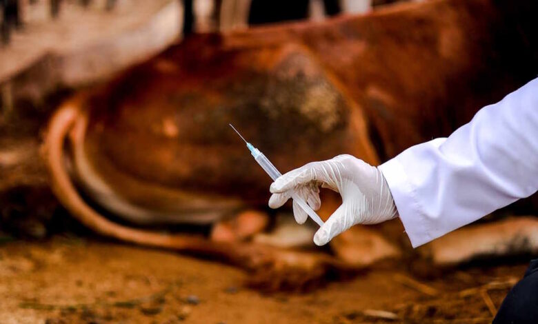 Moçambique investe na retoma da produção de vacina contra o carbúnculo hemático