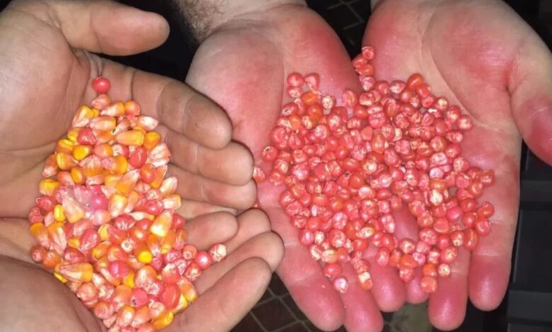 Acordo com Países Baixos apoiam fortalecimento do sector de sementes