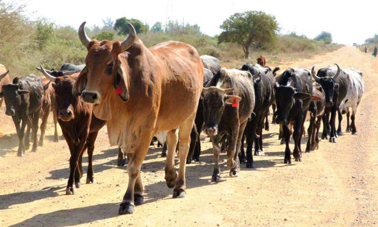 pt_PT
