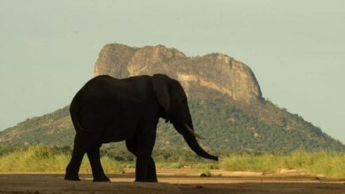 População de elefantes em Moçambique ultrapassa os 22 mil exemplares