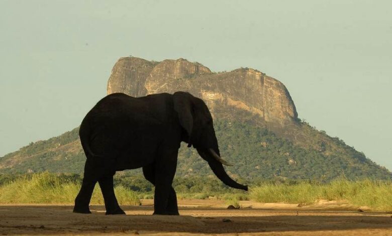 População de elefantes em Moçambique ultrapassa os 22 mil exemplares