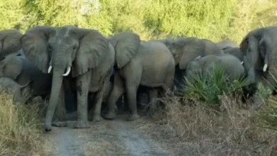 Conflito homem-fauna bravia faz onze mortos em Cahora Bassa