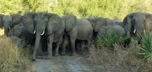 Conflito homem-fauna bravia faz onze mortos em Cahora Bassa