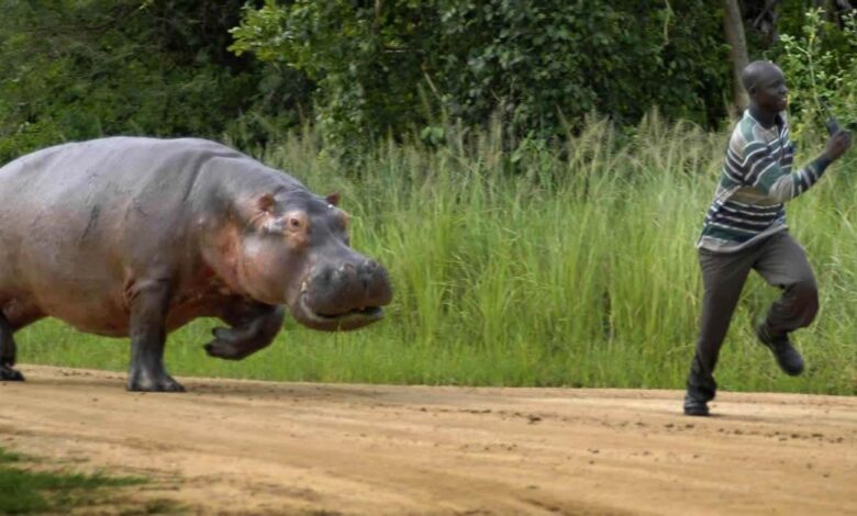 Conflito homem-fauna bravia em Sofala preocupa Procuradoria-Geral da República