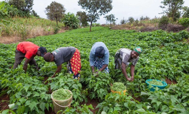 ORÇAMENTO PARA 2027: Niassa prevê incremento em 6% da produção