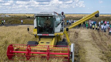 4 de Outubro: Gaza vai ampliar produção de trigo e instalar moageira