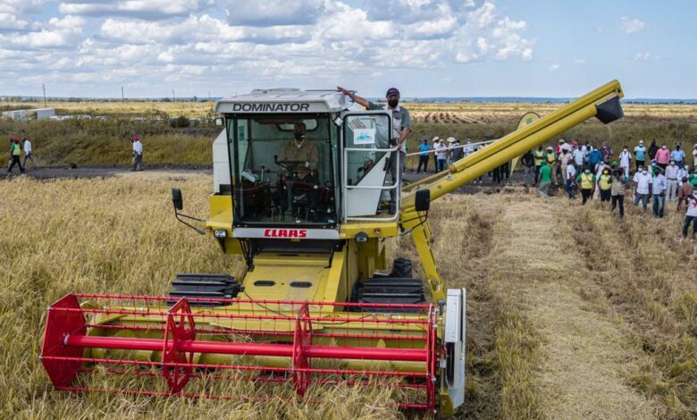 4 de Outubro: Gaza vai ampliar produção de trigo e instalar moageira