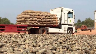 Contrabando de castanha lesa Estado em cerca de 500 milhões