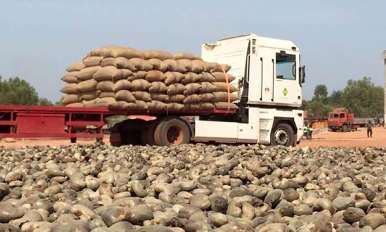 Contrabando de castanha lesa Estado em cerca de 500 milhões
