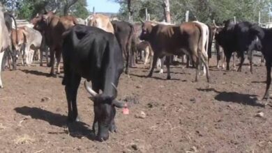 Criadores de Chaissa denunciam roubo recorrente de gado bovino