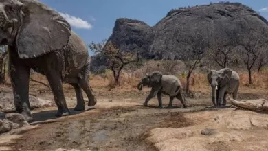 Niassa e Gorongosa na mira: Corrida ao ouro e rubis ameaça conservação no país 