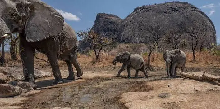 Niassa e Gorongosa na mira: Corrida ao ouro e rubis ameaça conservação no país 