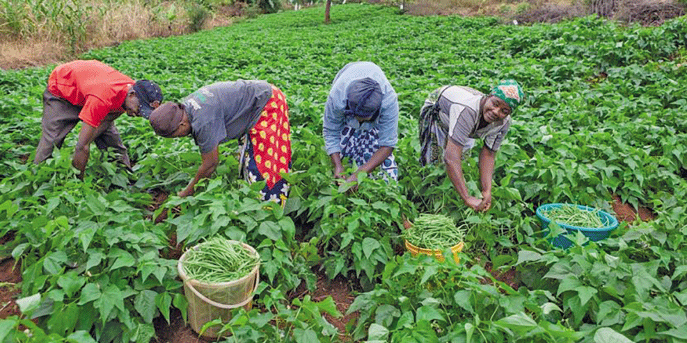Aposta é transformar agricultura em negócio